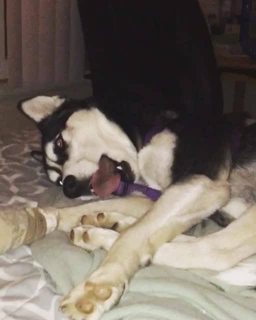 A Husky And Her Tongue