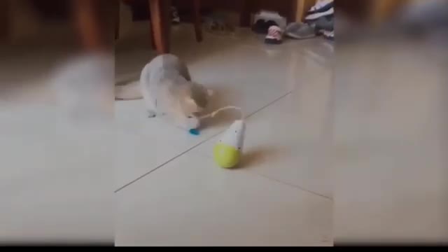 Cat funny video
