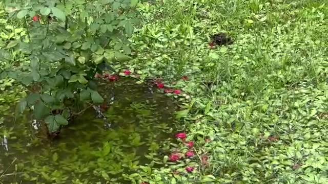 Water the flowers in the garden