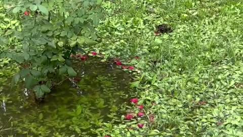 Water the flowers in the garden