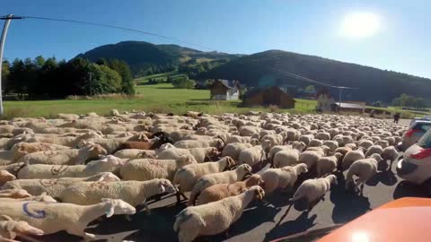 Flock of pet sheep