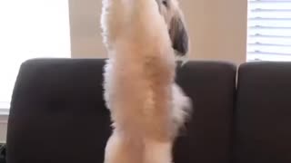 Shih Tzu balancing act