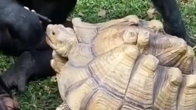 Funny tortoise🤣😅 and chimpanzees