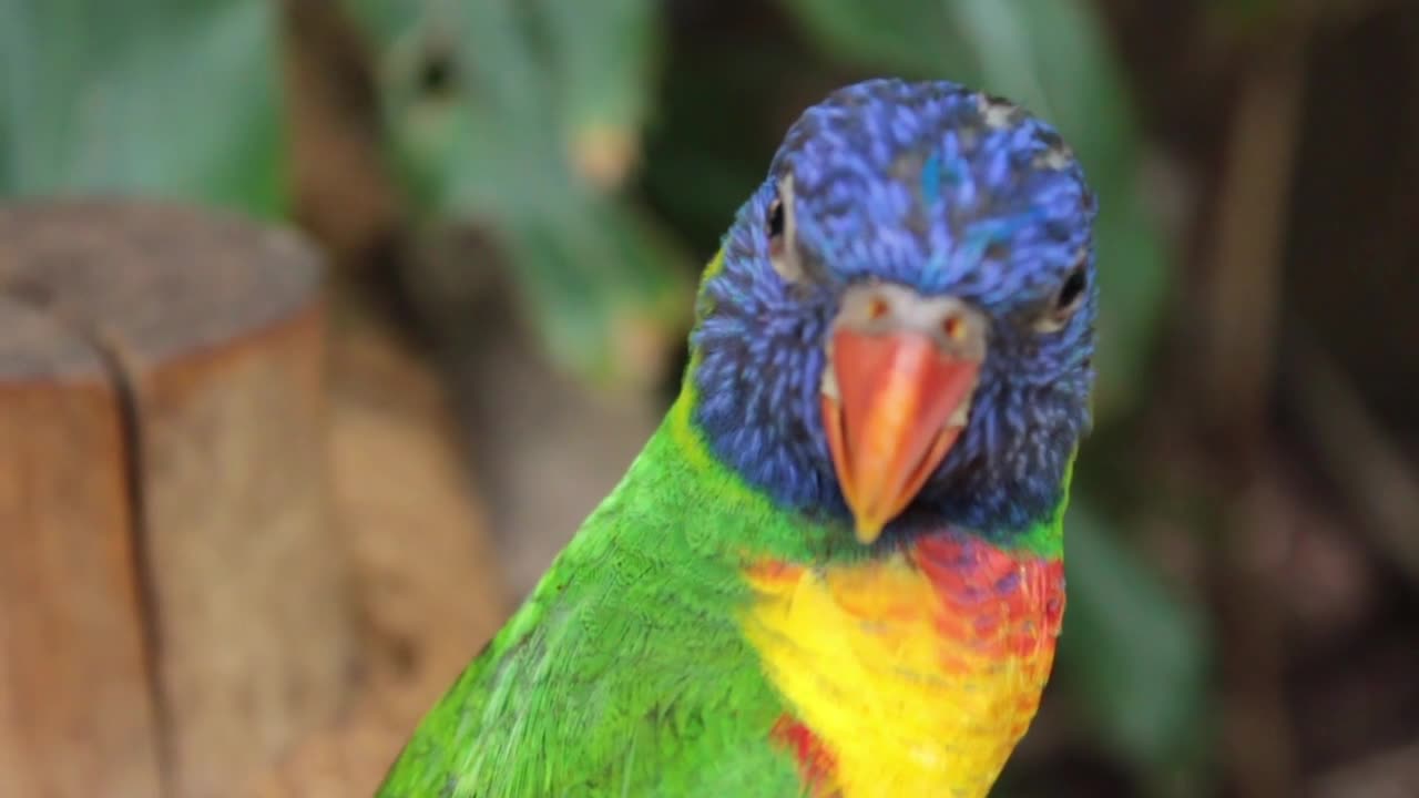 A wonderful_parrot