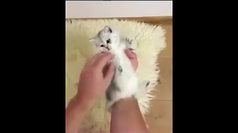 Hilarious Cats. specially thses tiny one