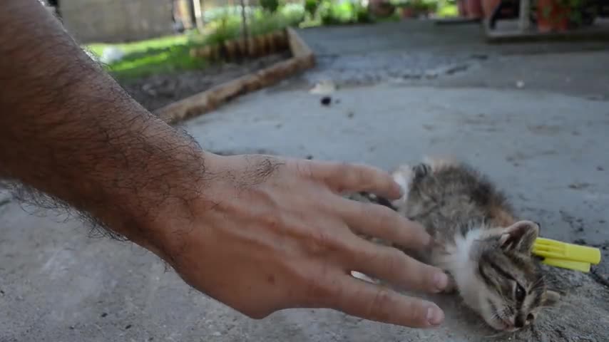 Learn how to deactivate your cat amazing video