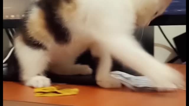 Beautiful kitten playing on my lap