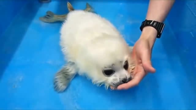 Seal baby cute ❤️🙈