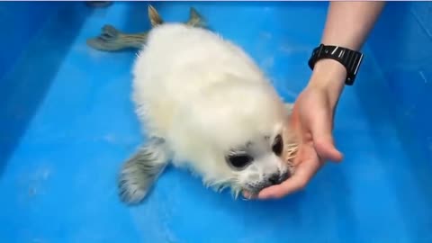 Seal baby cute ❤️🙈