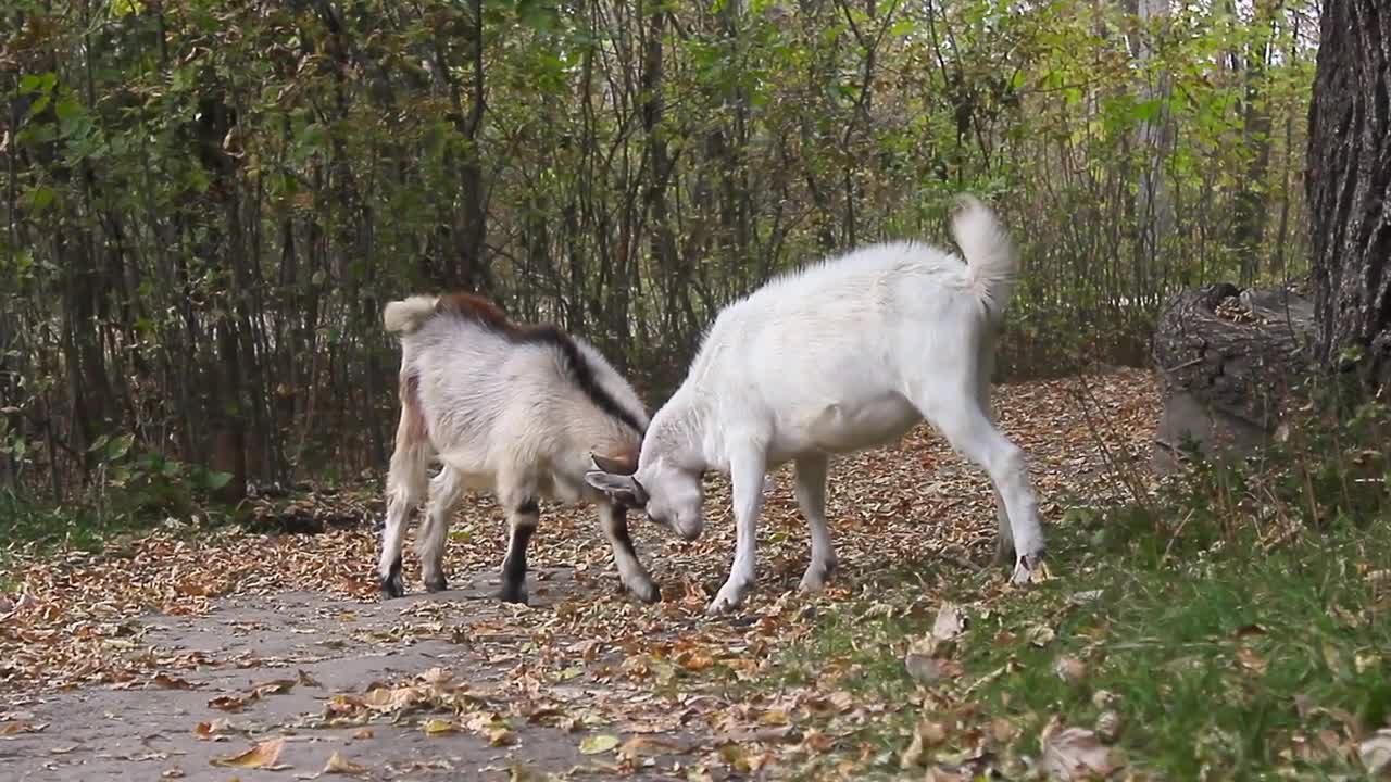 Two goats fight on the forest