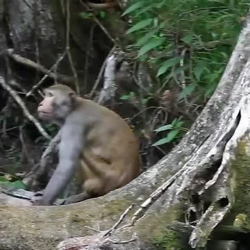 The Feral Rhesus Monkeys of Central Florida