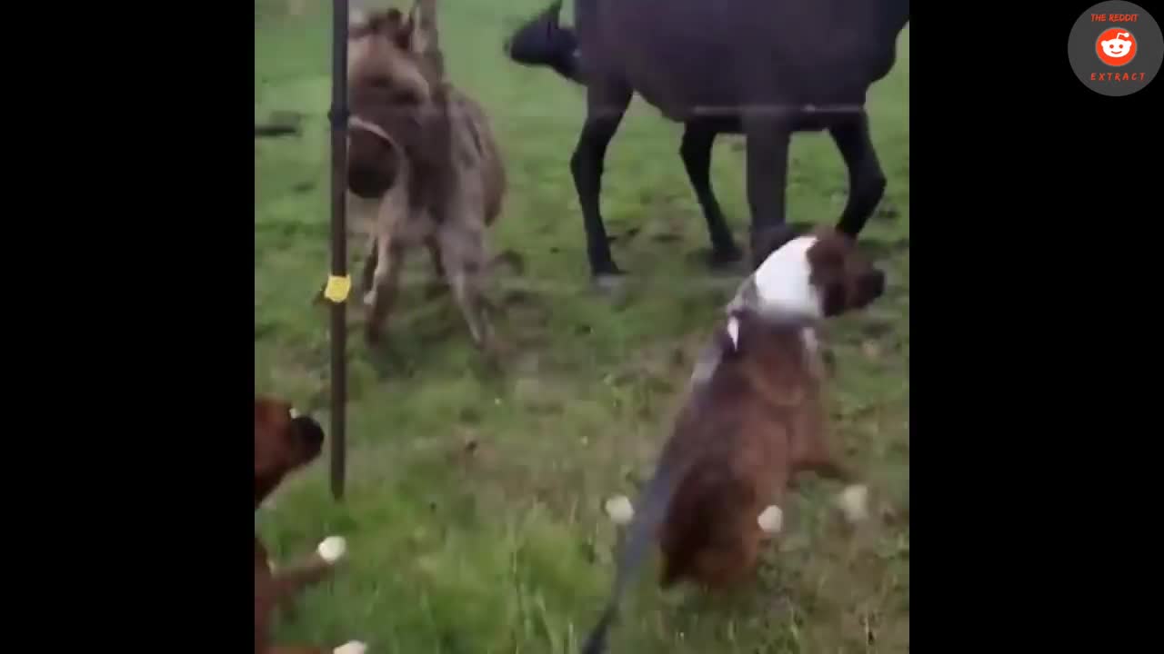 Hilarious Donkey Laughs at Dog Getting Shocked By Electric Fence