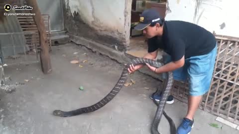 Big King Cobra