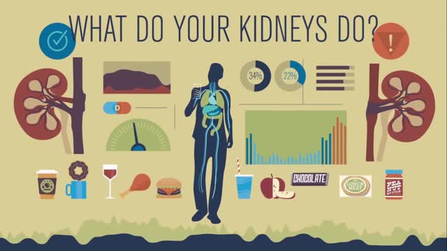 How do your kidneys work?