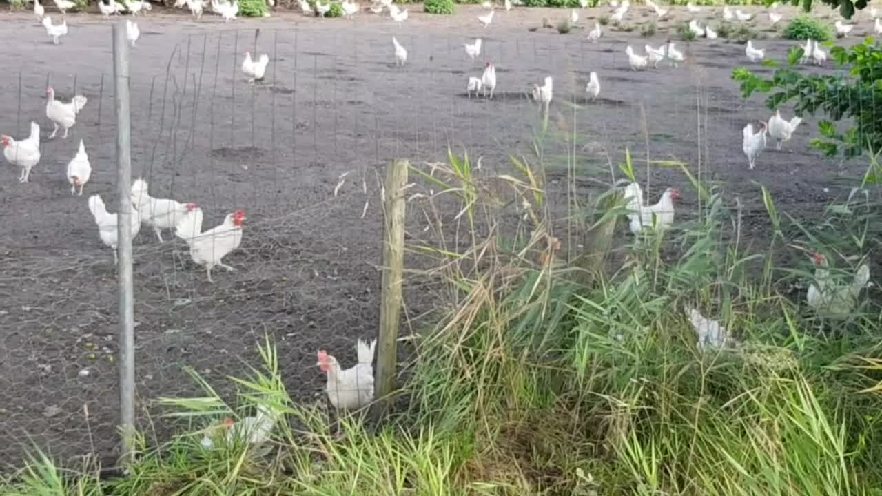 Chickens scatter at the sound of man's impressive burping skills