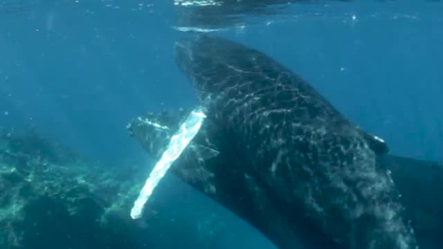 very close with a humpback whale calf!