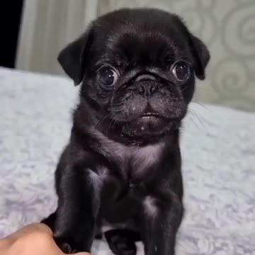 Episode #36 American Pet Viral Video