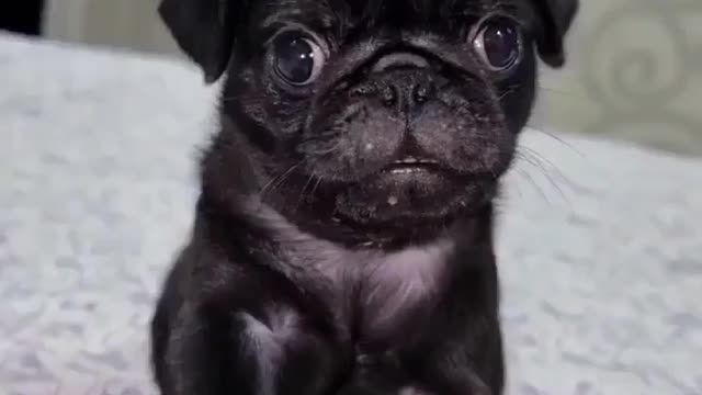 Episode #36 American Pet Viral Video