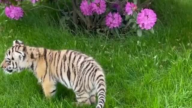 Adorable Tiger cubs with flowers