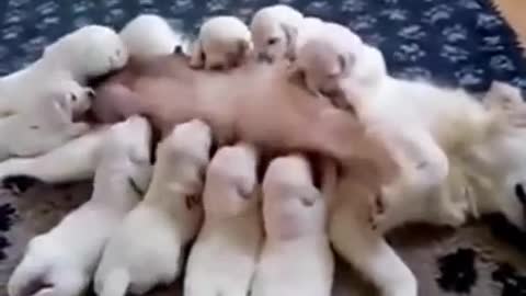 Cute Puppies feeding on their mother's milk :))))