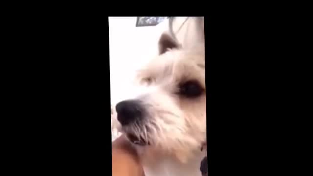 Funny Dog Meme #1