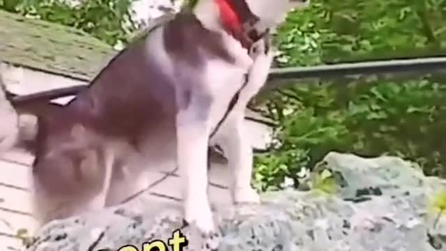 funnyvideos#dog#pet