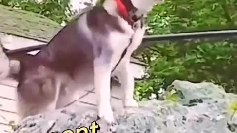 funnyvideos#dog#pet