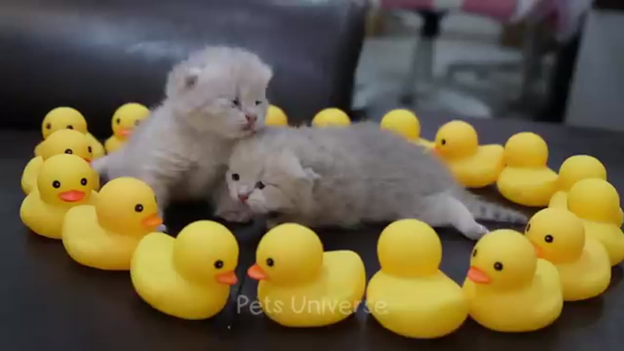 Funny animal videos