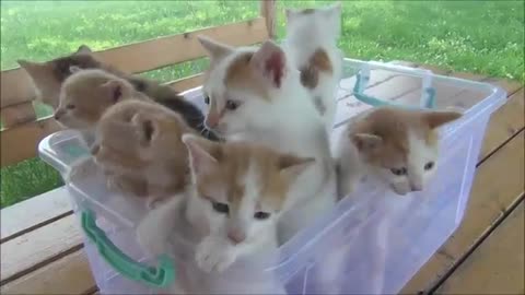 Kitten meowing ( too much cuteness).