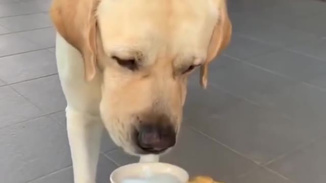 Funny dog video