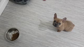 Clever puppy patiently waits for his dinner