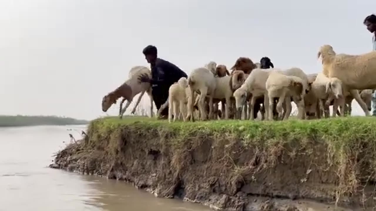 Sheeps Swimming