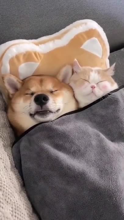 man saving the dog from the frozen river #shorts