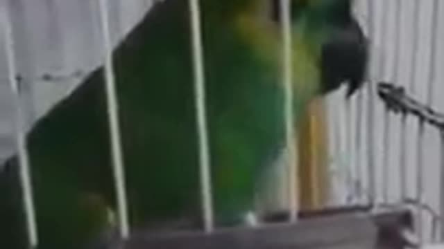 Parrot singing Rihanna music