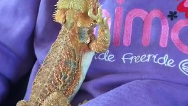 Female Bearded Dragon Waving at Male on Child