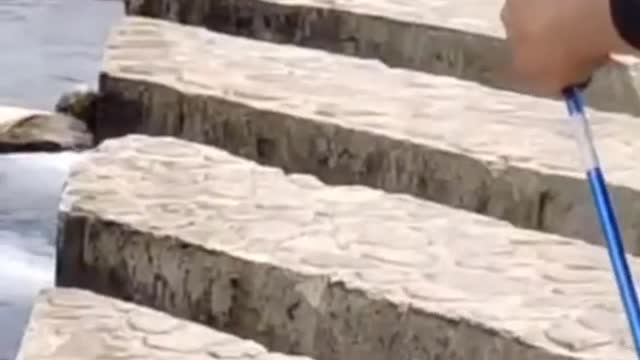 Funny cats