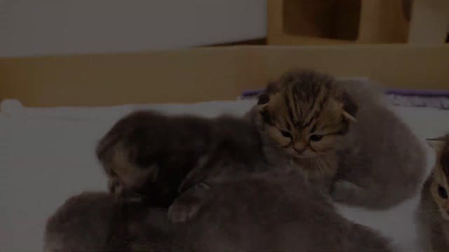 The kitten's resistance to nail clipping for the first time was so cute that my chest hurt