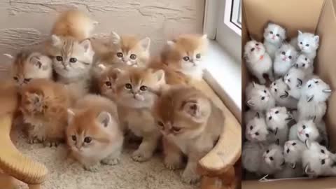 Which one will you pick #Cat Funny #Cat Cute videos #Cat Funny Videos