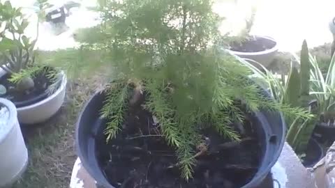 Pequenina árvore em um vaso pequeno na floricultura, ela vai crescer [Nature & Animals]