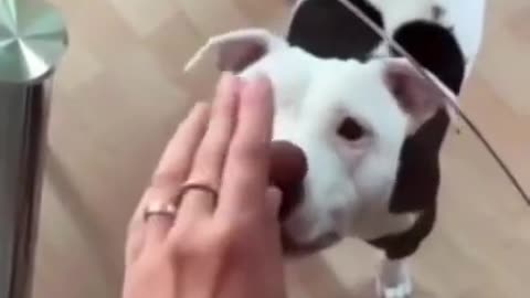Funny dog losing his treat #Shorts