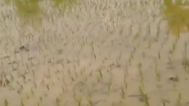 Farming Paddy Crop Planting Video