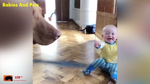 Dog playing with cute baby