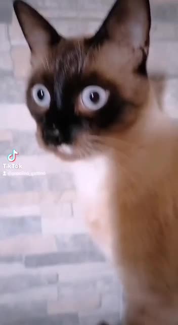 Rich cat life be lyke...