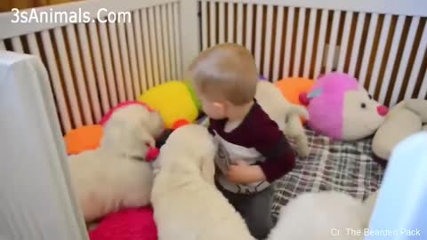 cute dogs with baby