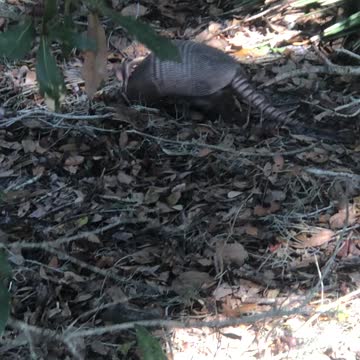 Armadillo in Sawgrass Lake Park