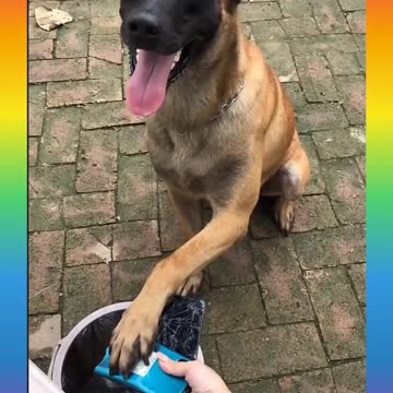 ♥️🐕Smart Dog Video 2021