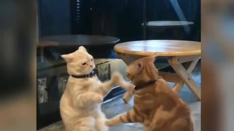 Gatos brincando como seres humanos kkkkkkkk