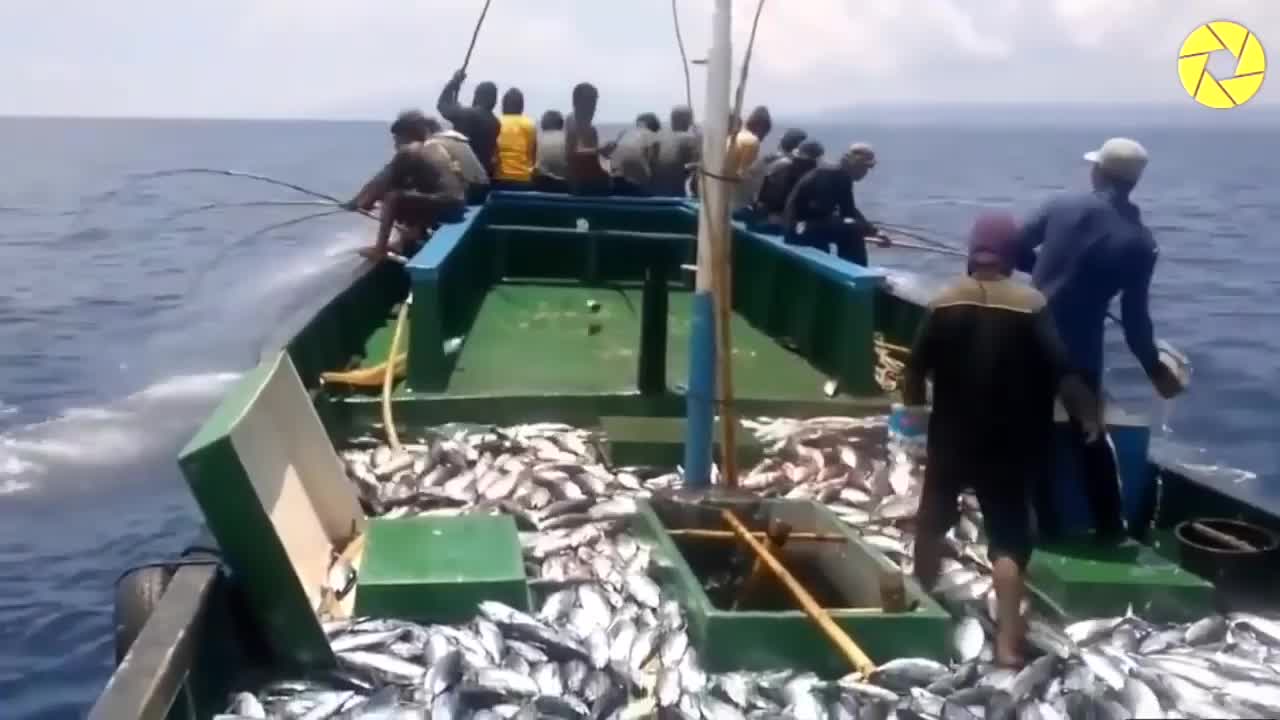 Fast Tuna Fishing Skill, Catching Fish On The Sea