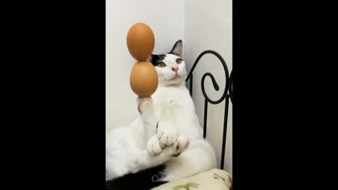 Cat holding eggs very well balanced