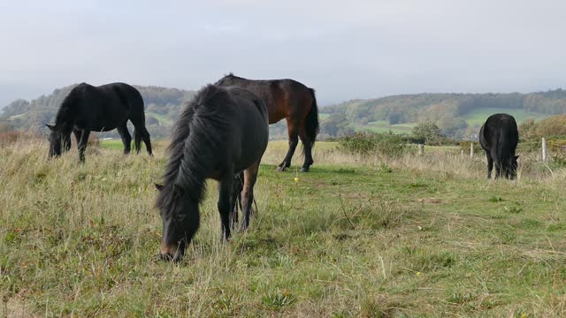 Horse eating grass in the garden